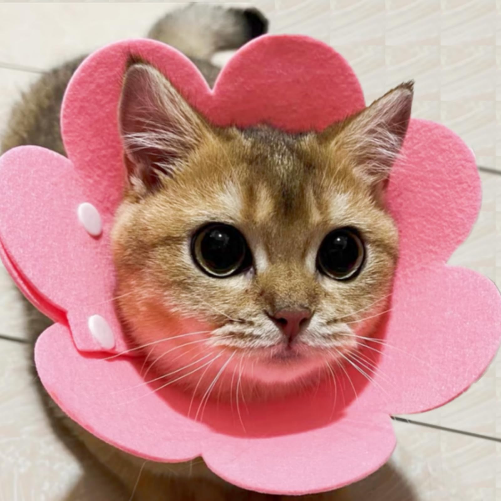 Amazon | エリザベスカラー猫 犬 、猫 保護カバー、舐め防止、引っ掻き